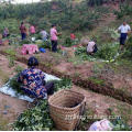 พริกไทยเขียวพริกไทยแห้งปรุงรสสีแดงปรุงรส